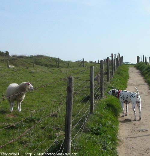 Photo de Dalmatien