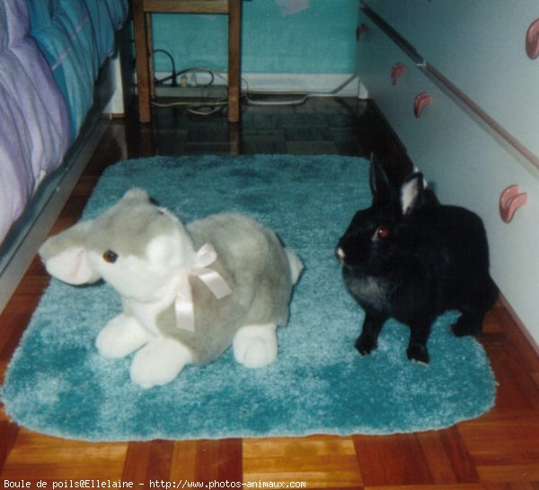 Photo de Lapin