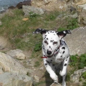 Photo de Dalmatien