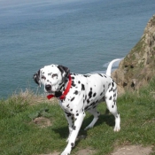 Photo de Dalmatien