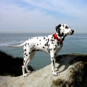 Photo de Dalmatien