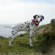 Photo de Dalmatien