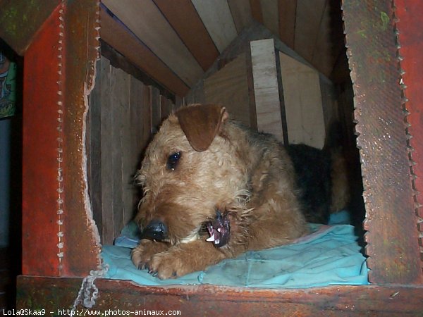 Photo d'Airedale terrier