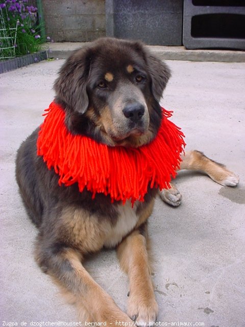 Photo de Dogue du tibet