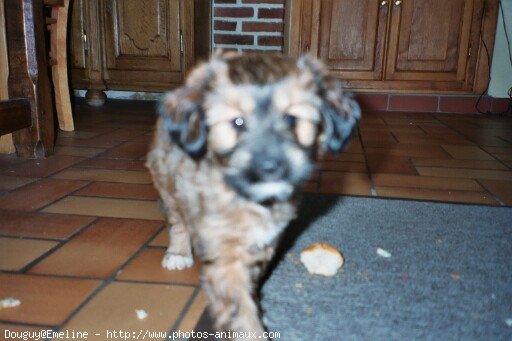 Photo de Berger belge malinois