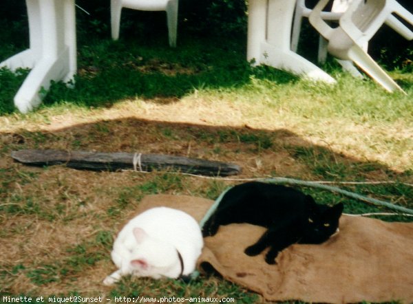 Photo de Chat domestique