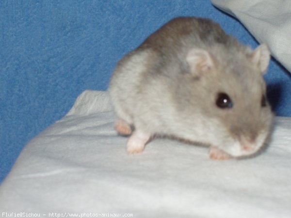 Photo de Hamster