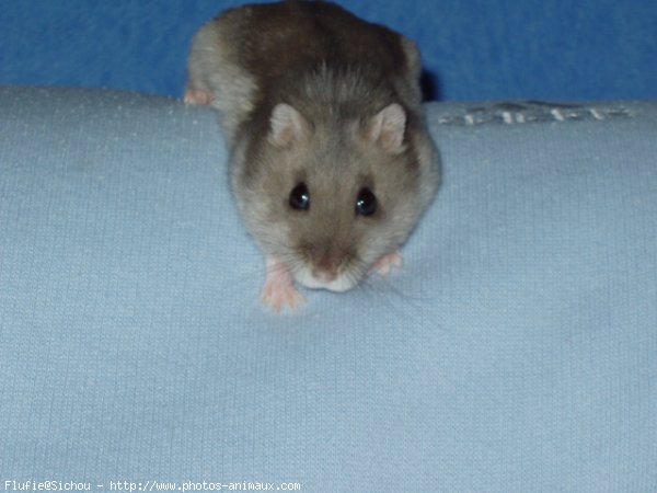 Photo de Hamster