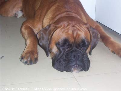 Photo de Boxer