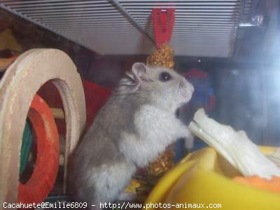 Photo de Hamster