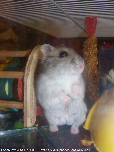 Photo de Hamster