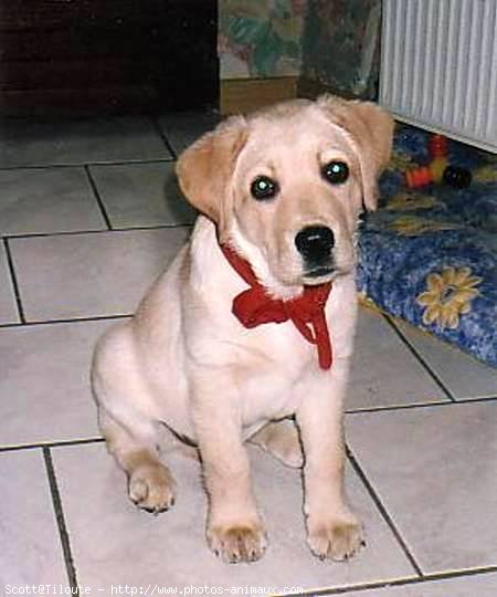 Photo de Labrador retriever