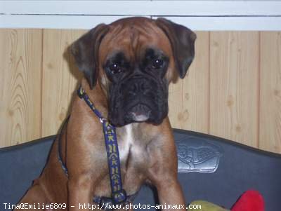 Photo de Boxer