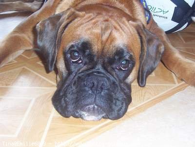 Photo de Boxer