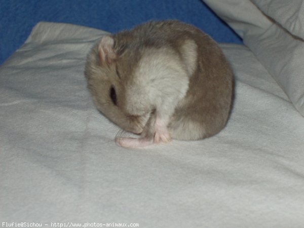 Photo de Hamster