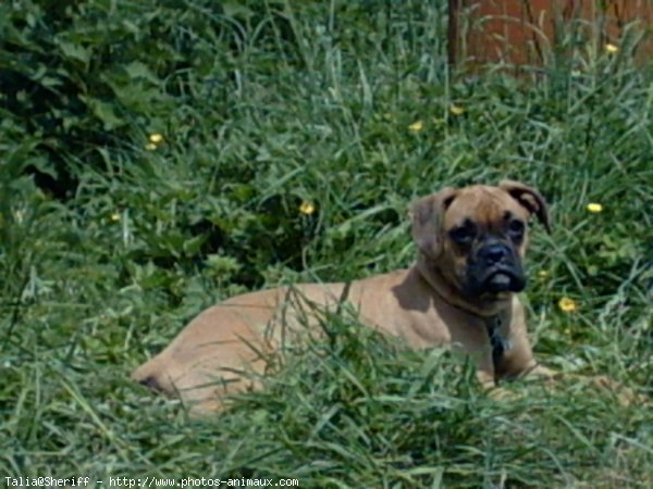 Photo de Boxer