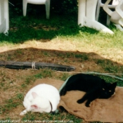 Photo de Chat domestique