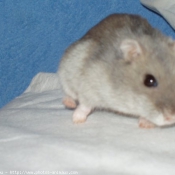 Photo de Hamster