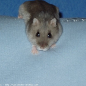 Photo de Hamster