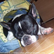 Photo de Bouledogue franais