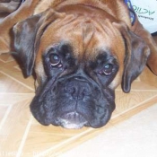 Photo de Boxer