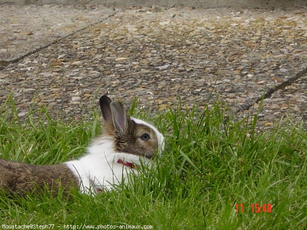 Photo de Lapin