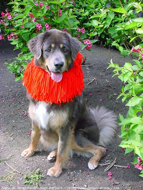 Photo de Dogue du tibet