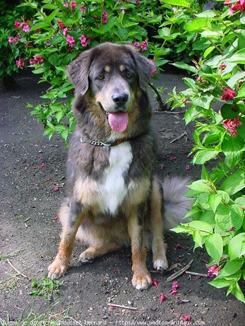 Photo de Dogue du tibet