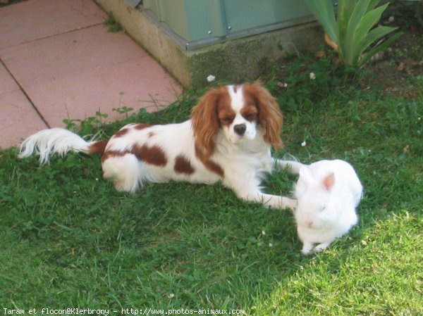 Photo de Cavalier king charles spaniel