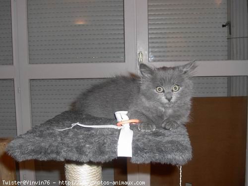 Photo de Chartreux