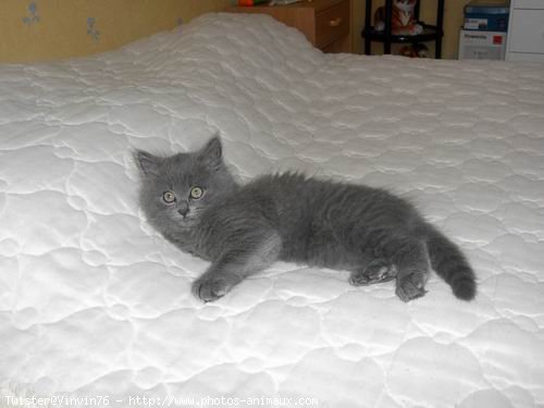 Photo de Chartreux