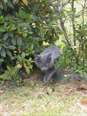 Photo de Chartreux