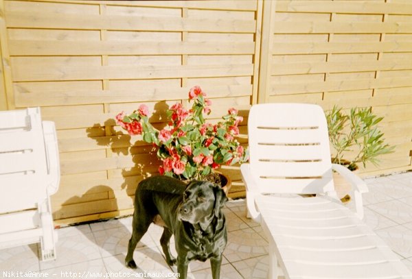 Photo de Labrador retriever