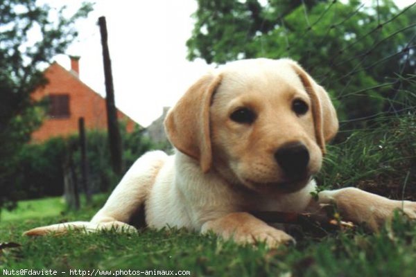 Photo de Labrador retriever