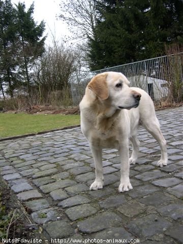 Photo de Labrador retriever