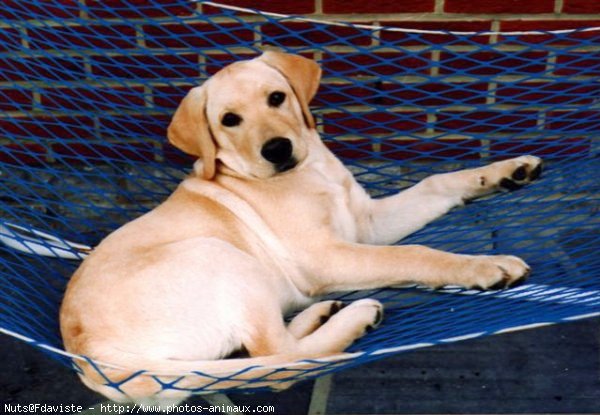 Photo de Labrador retriever