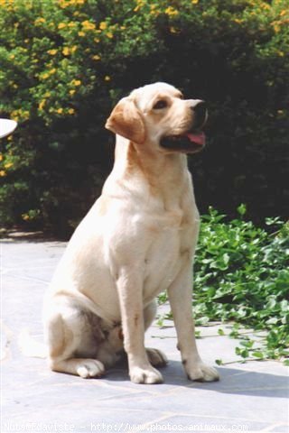 Photo de Labrador retriever