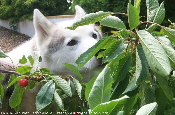 Photo de Husky siberien