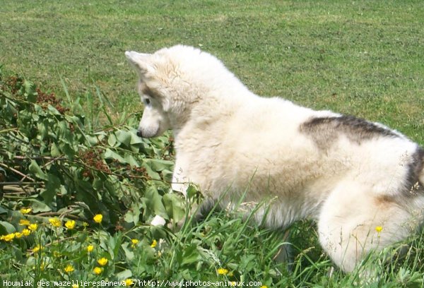 Photo de Husky siberien