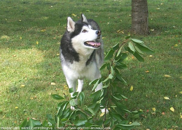 Photo de Husky siberien