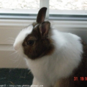 Photo de Lapin