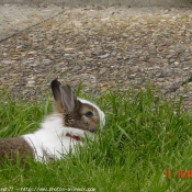 Photo de Lapin