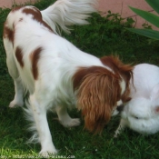 Photo de Cavalier king charles spaniel