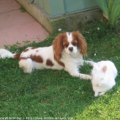 Photo de Cavalier king charles spaniel