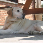 Photo de Labrador retriever