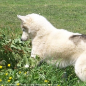 Photo de Husky siberien