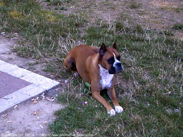 Photo de Boxer