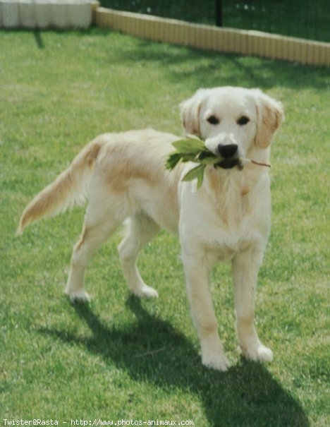 Photo de Golden retriever