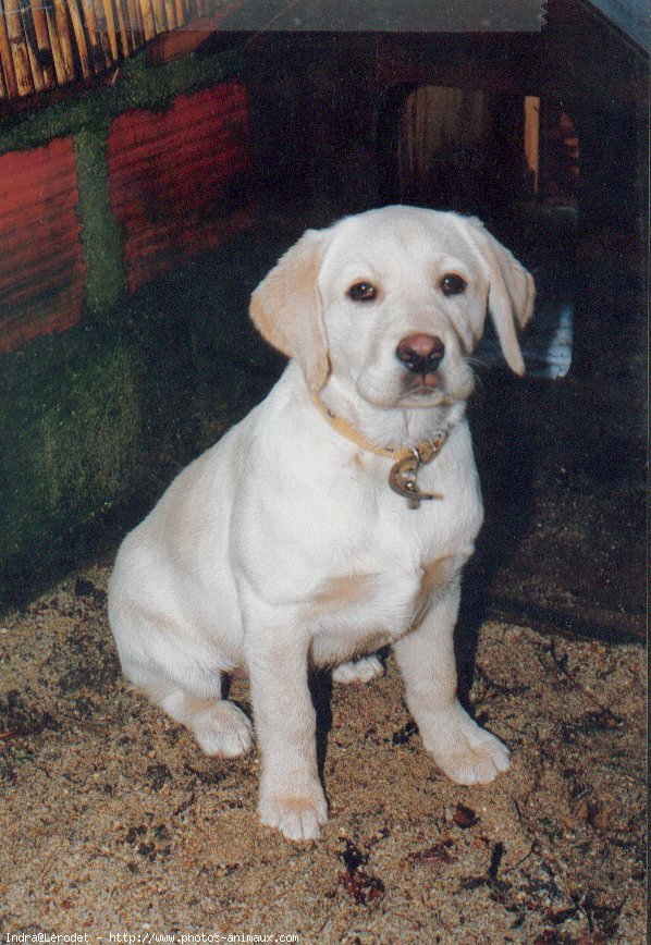 Photo de Labrador retriever