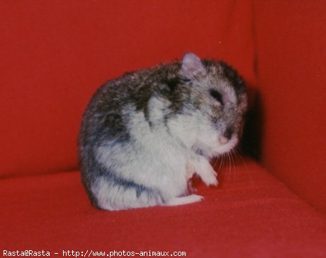 Photo de Hamster